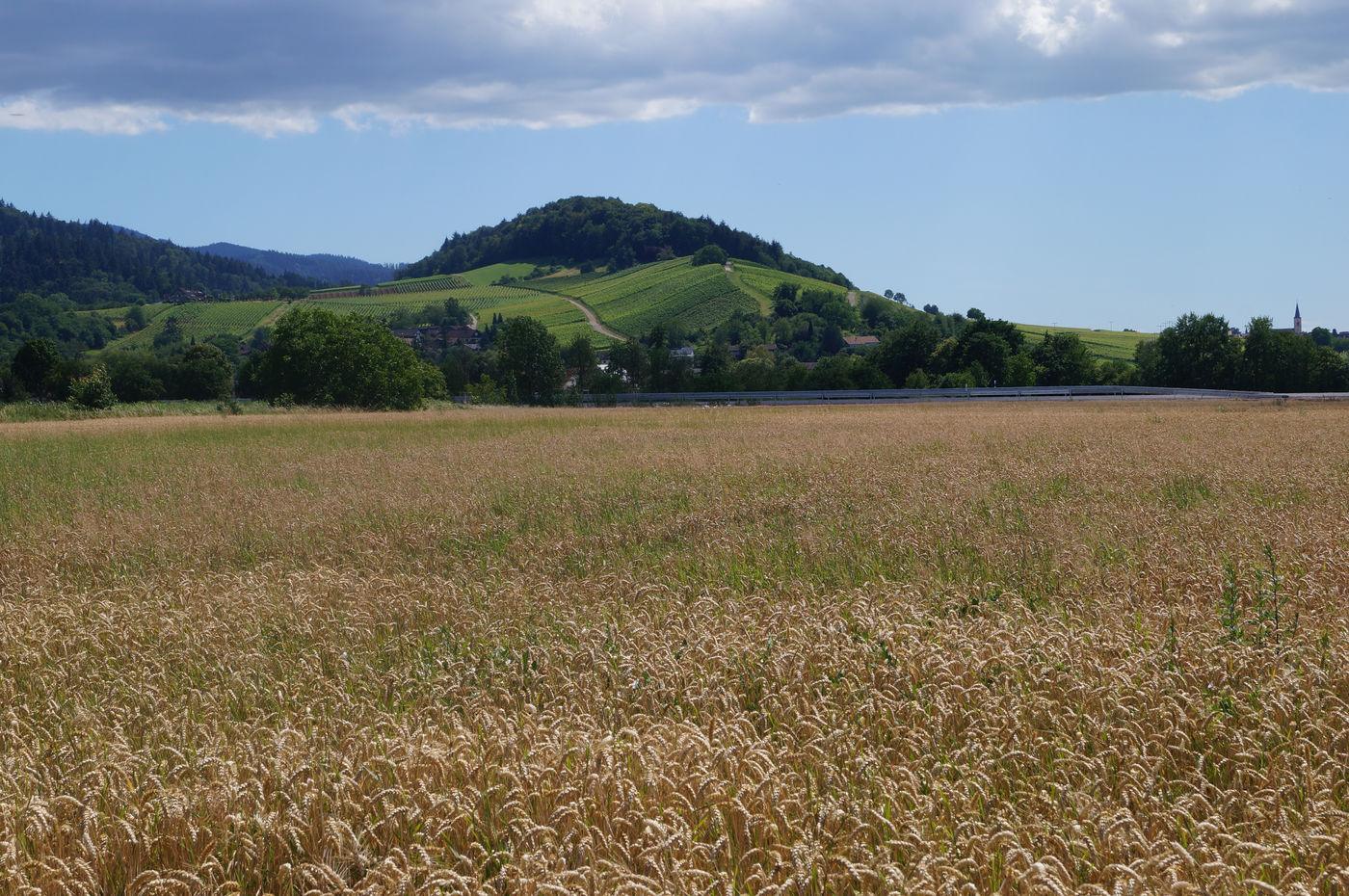 Kastelberg