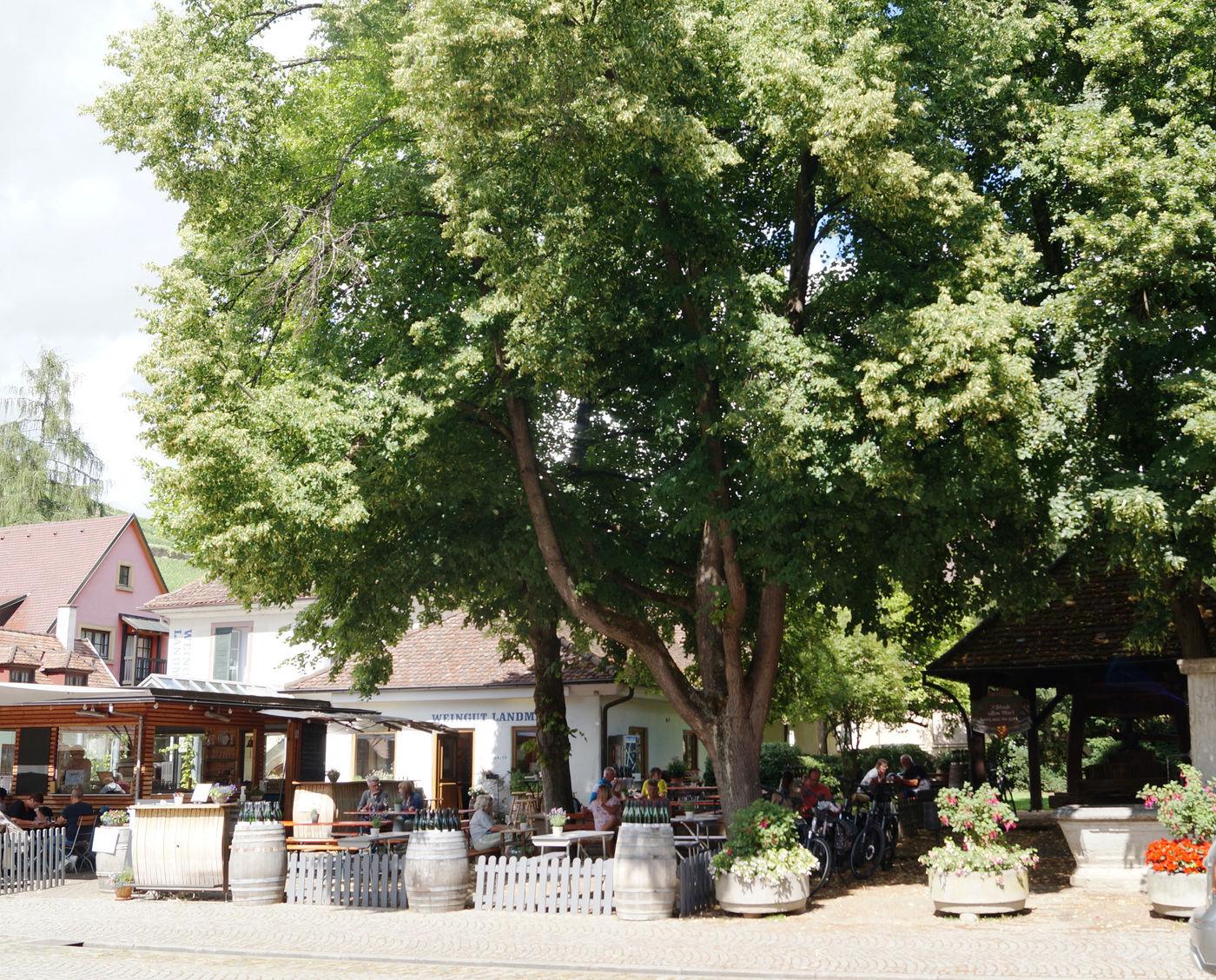 Weinbrunnen in der Altstadt